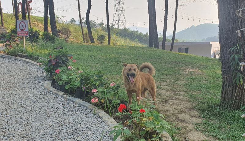 Chó là động vật chủ yếu truyền bệnh dại chiếm khoảng 97jpg